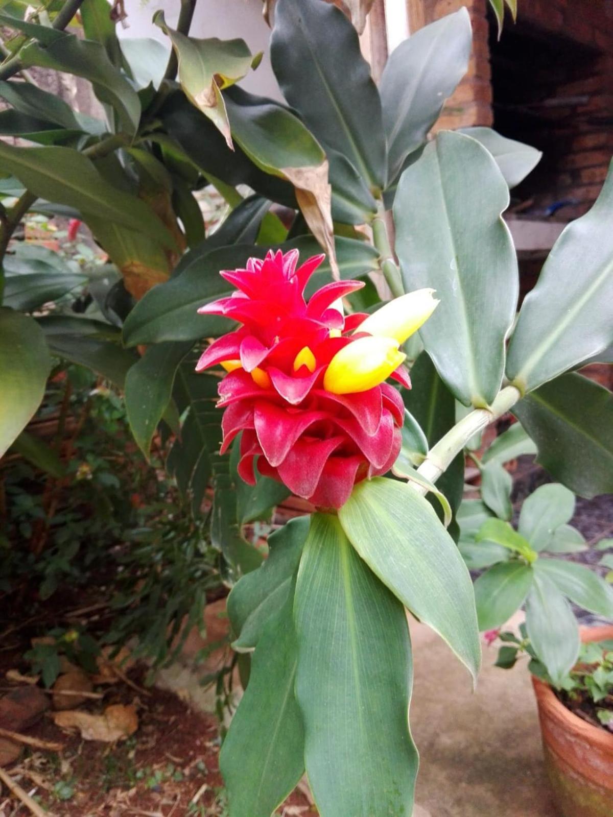 Hosteria La Cabana 伊瓜苏港 外观 照片
